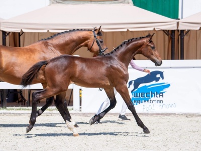 Wechta Equestrian Foal Show 2022 - powiew świeżości i rekordowa frekwencja 